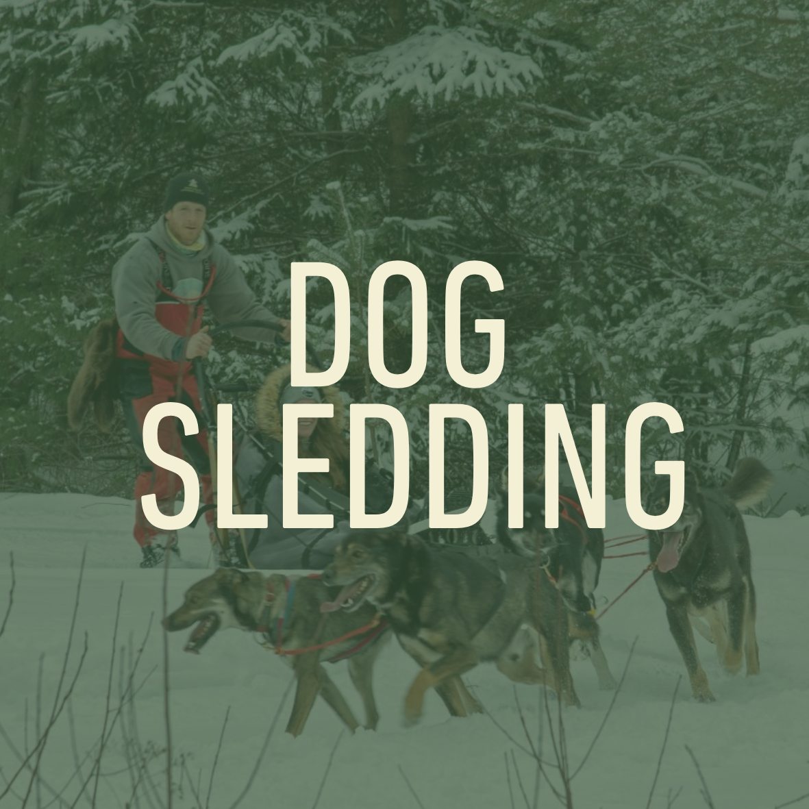Dog Sledding